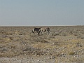 NAMIIA 2011 091